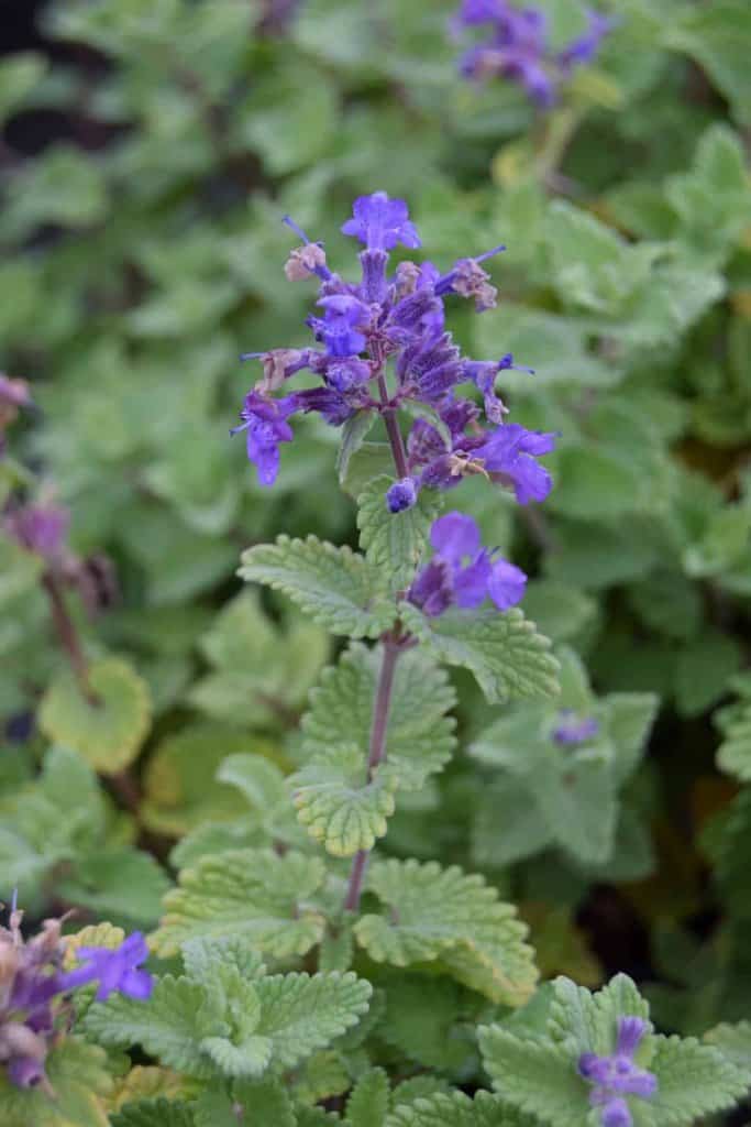 Nepeta racemosa 'Little Titch' ---